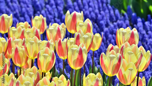 美しいチューリップの花