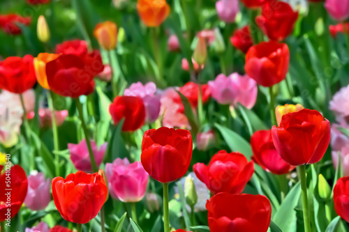 美しいチューリップの花