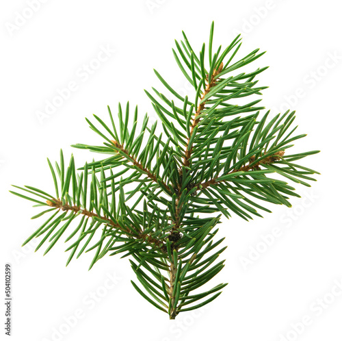 Spruce Christmas decor. Spruce with cones  isolated. Christmas winter composition. Forest. Nature. Alternative medicine.
