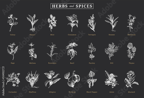 Herbs and spices, vector sketchs, design elements.