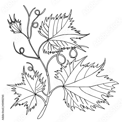 Grape Leaves baroque plants. grapevine line art logo hand drawing.