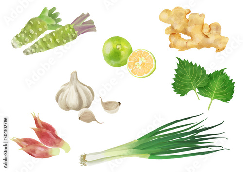水彩タッチ　薬味野菜いろいろセット