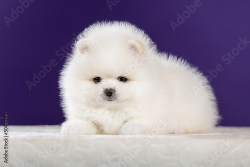 Cute Pomeranian dogside view