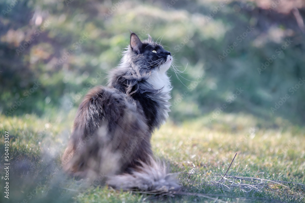 Obraz premium Main Coon Cat