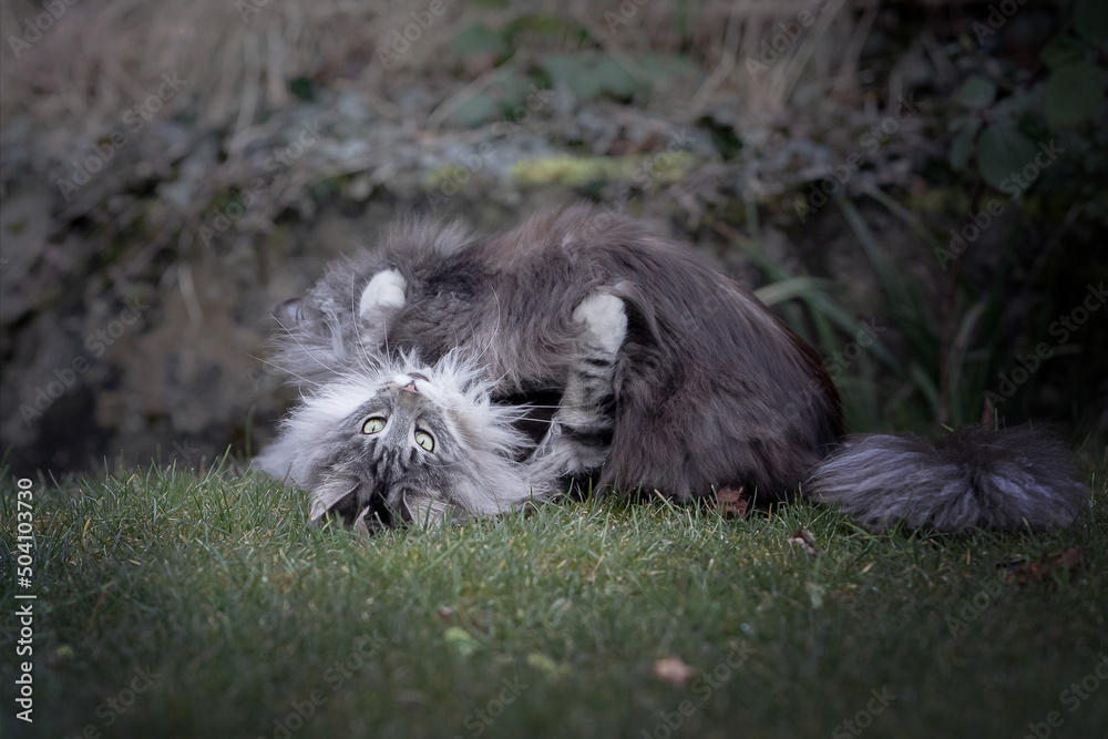 Obraz premium Main Coon Cat