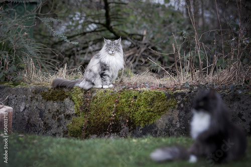 Main Coon Cat