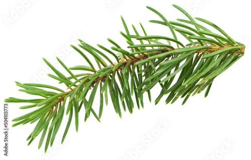 Pine branch. Medicinal plants. Resin and oil are used in cosmetics and medicine. Isolated. Fragrant resinous branch.