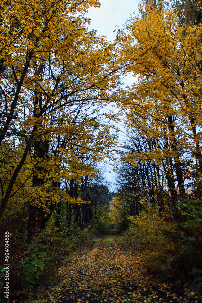 Fototapeta premium autumn in the park