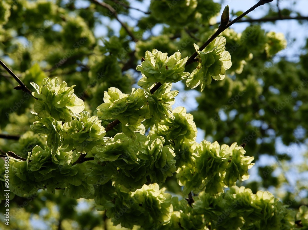 ulmus -elms tree with growing winged seeds close up ulmus -elms tree with growing winged seeds close up