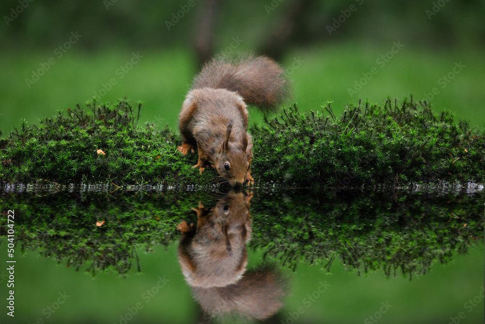 Obraz premium red squirrel drinking