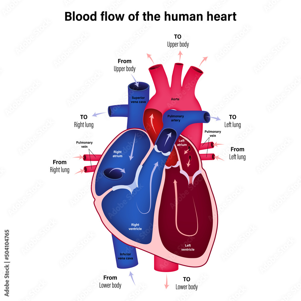 Diagram showing blood flow of the human heart vector. Stock Vector ... Biology Diagrams