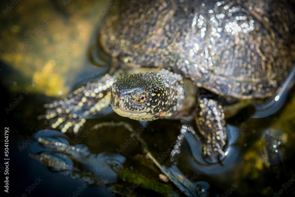 The European marsh turtle, Emys orbicularis, portrait The European marsh turtle, Emys orbicularis, portrait