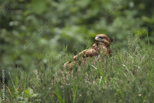 buzzard sitting in forest