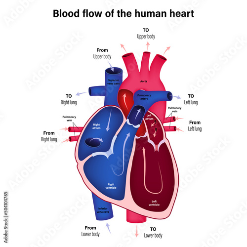 Diagram showing blood flow of the human heart vector.