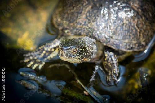 The European marsh turtle  Emys orbicularis  portrait