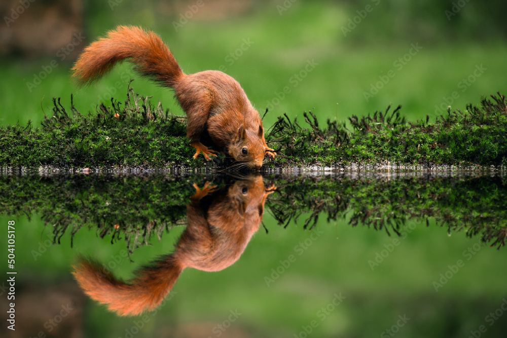 Obraz premium red squirrel drinking