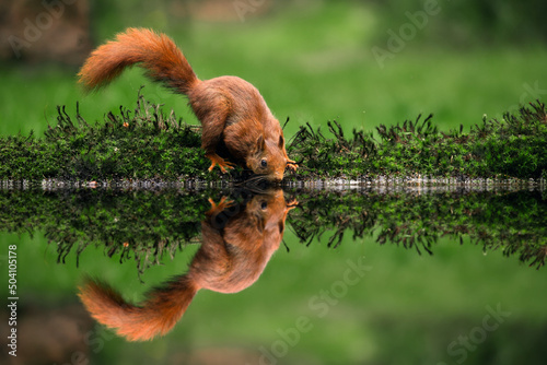 red squirrel drinking