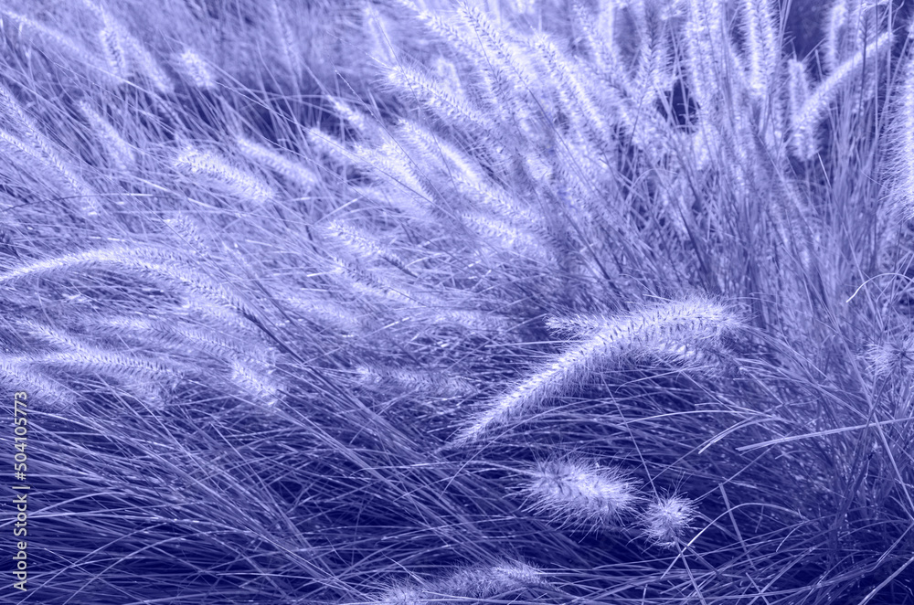 Fountain grass in very peri color of the year, 2022 for background. Fountain grass in very peri color of the year, 2022 for background.