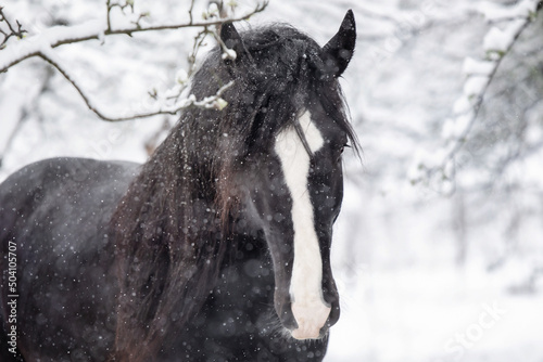 Shire Horse Clydesdale Horse