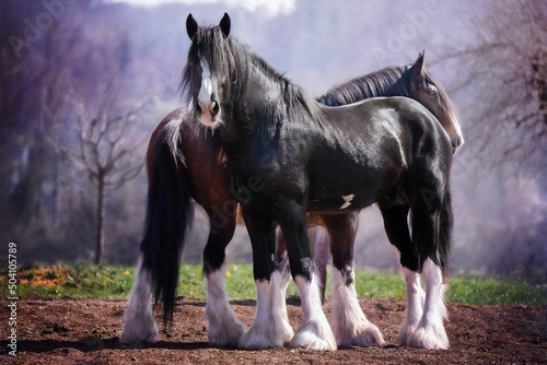 Shire Horse Clydesdale Horse