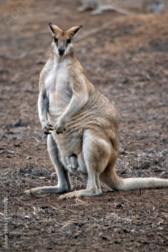 this is a large male agile wallaby
