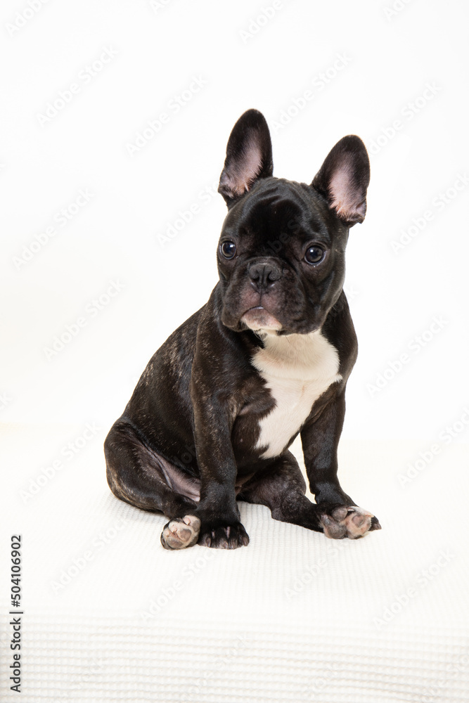 Fototapeta premium 若いフレンチブルドッグのスタジオ写真