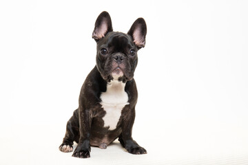 Leinwandbilder Französische Bulldogge Junger Französischer Bulldoggen-Welpe im Studio  © worksdog.com