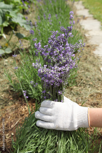 The lavender bush is pruned by the gardener after flowering with a pruner. Growing provence plants for beautiful decorations.