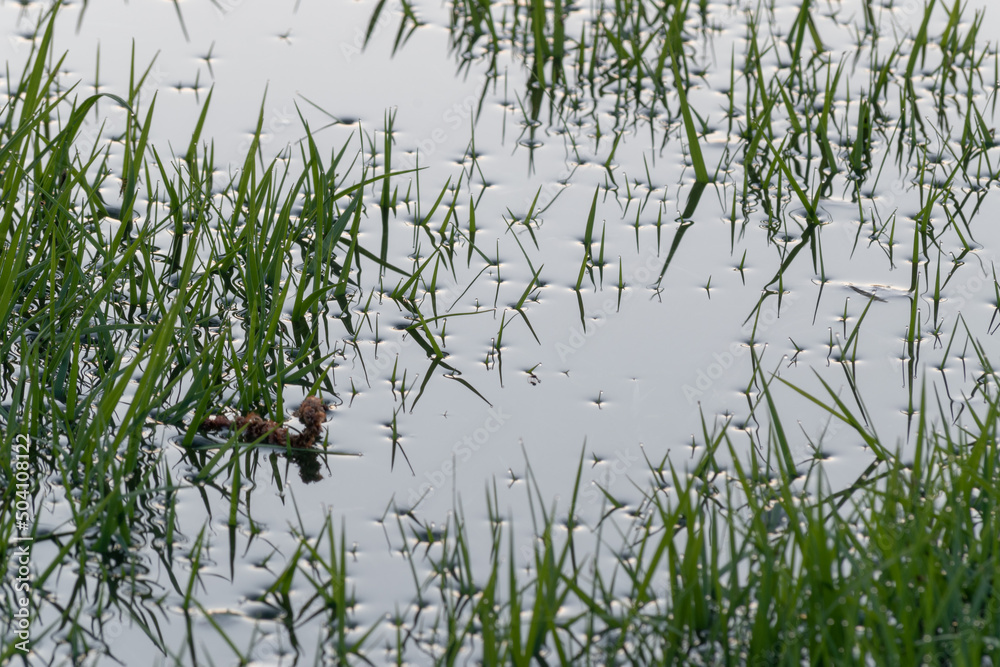 Naklejka premium Surface tension around flooded grass blades close up, water drops on grass tips