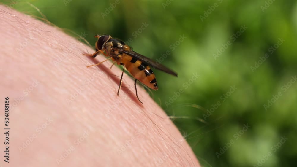 Close-up of fly biting human skin. Disease spread concept. Close-up of fly biting human skin. Disease spread concept.