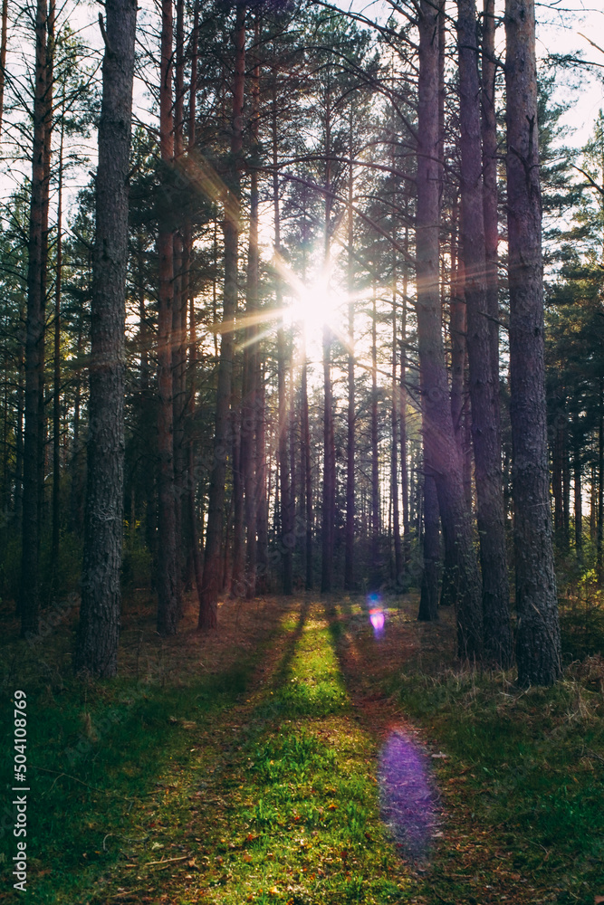 Obraz premium sun rays in the forest