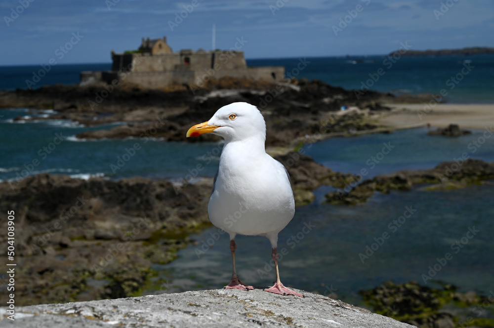 Goéland sur les remparts de Saint-Malo avec le Fort National au second plan