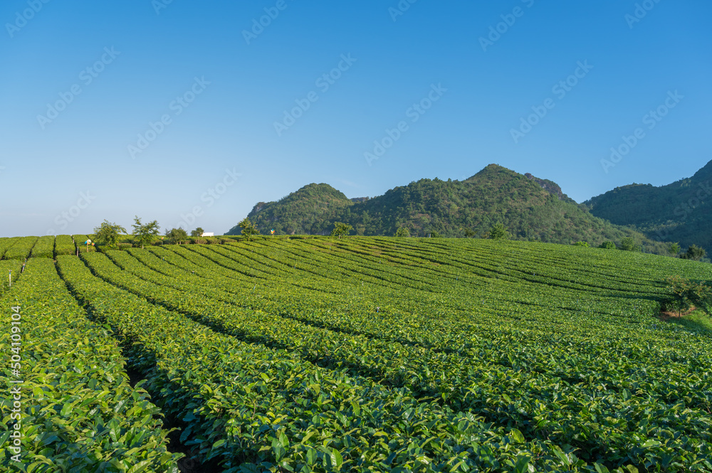 Landscape of tea plantation in mountains