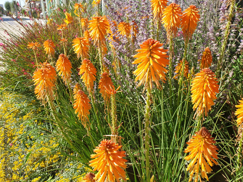 The orange kniphofia flowers bloom in the flowerbed. photo