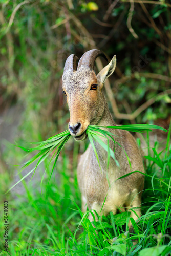 Nilgiri tahr
