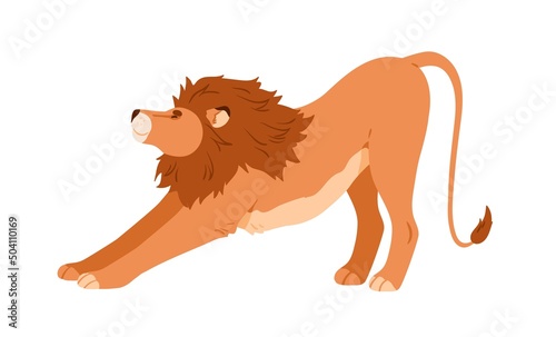 Lion standing in stretching pose. Wild African feline animal with mane, hairy...