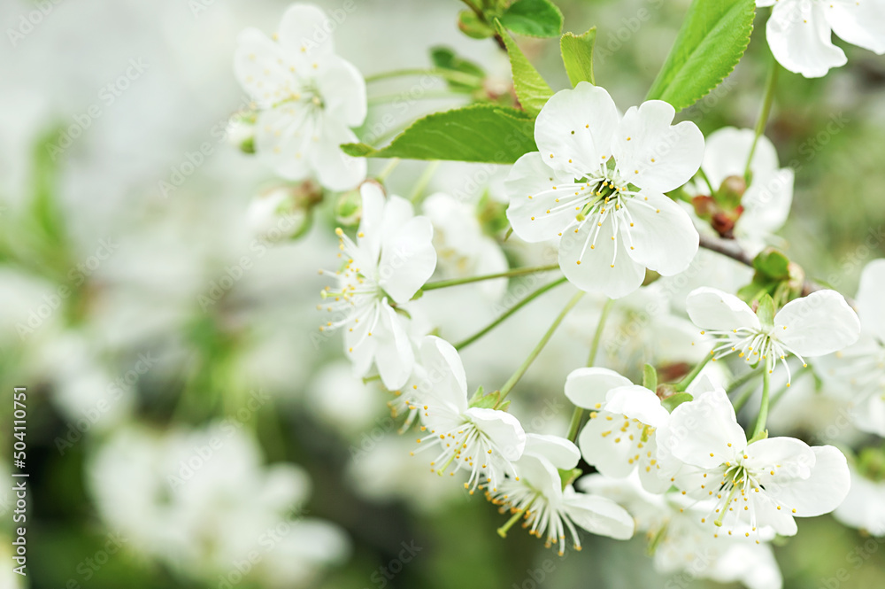 White flowers of a blossoming apple tree in spring close-up in nature outdoors