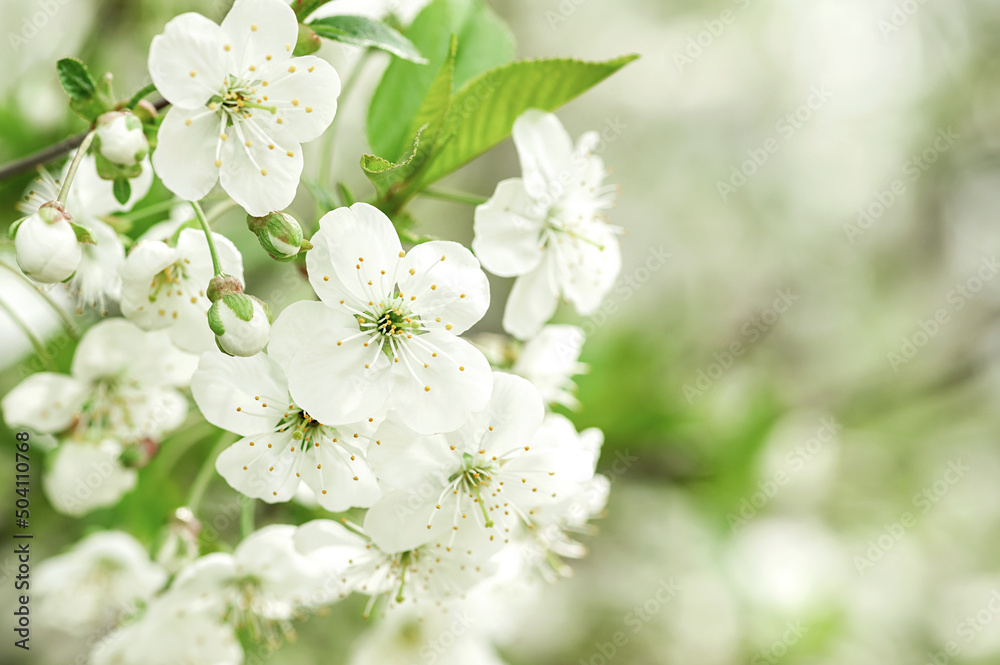 Fototapeta premium Blooming apple tree in spring. copy space