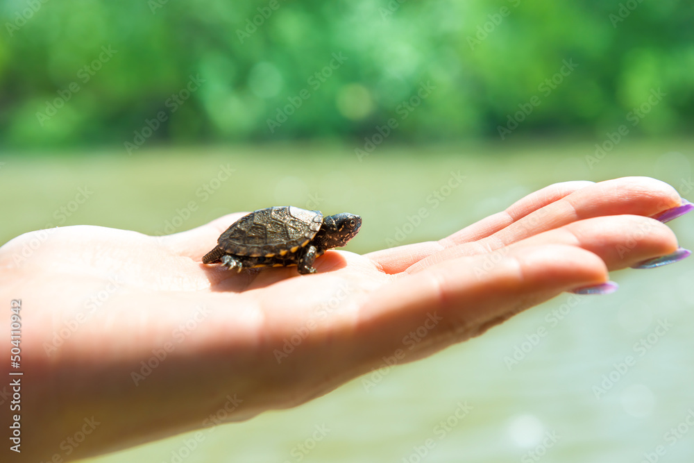 Small turtle crawling up on woman hand