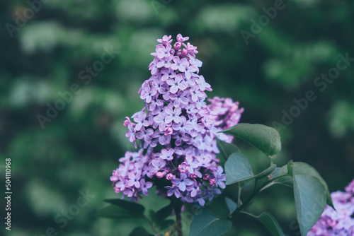 Beautiful fresh purple lilac flowers in full bloom in the garden, close up, selective focus. Blooming syringa vulgaris, floral spring background. photo