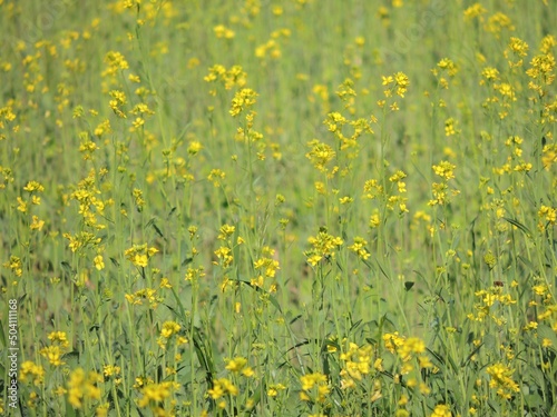 Yellow rape flowers like a pretty pattern