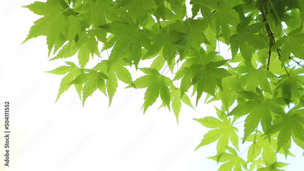 風に揺れるカエデの新緑 風に揺れるカエデの新緑