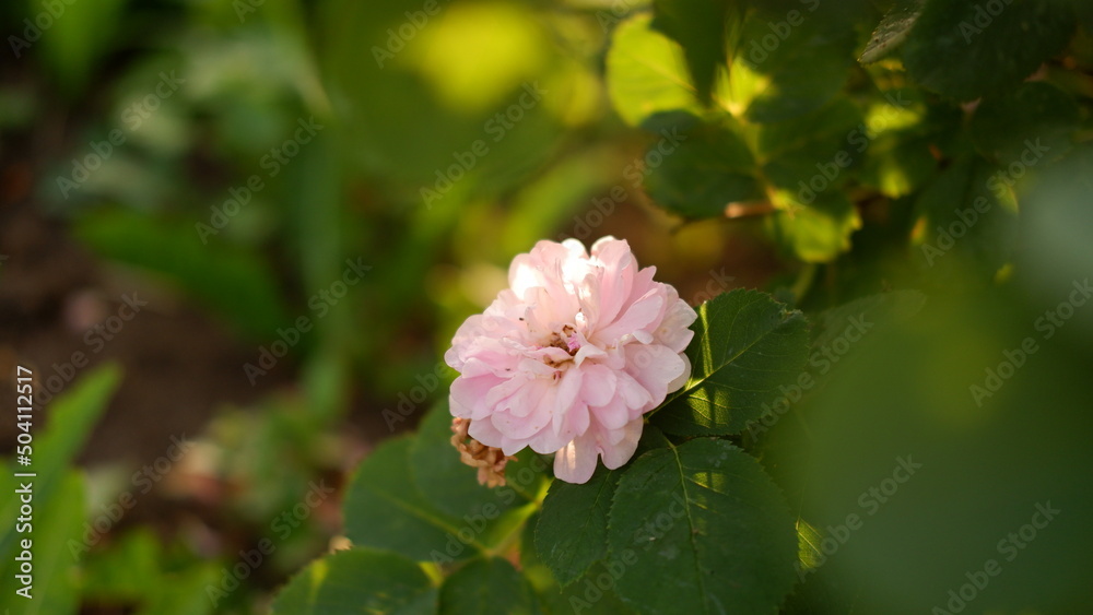Obraz premium Blooming pink roses in the garden. Rosehipr oses on the Bush. Growing roses in the garden