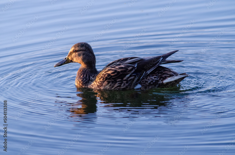 Duck Duck