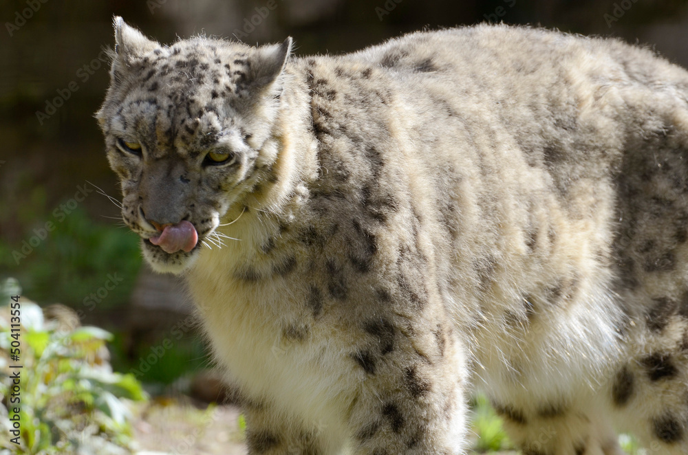 ユキヒョウ ユキヒョウ