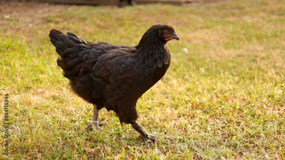 Fototapeta premium Chicken grazes on a farm in the village