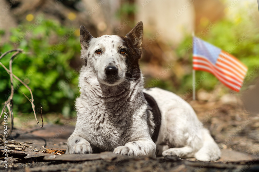 Portrait of an adorable black and white mix-bred dog is lying in the garden under the sun. American flag in the background. Portrait of an adorable black and white mix-bred dog is lying in the garden under the sun. American flag in the background.