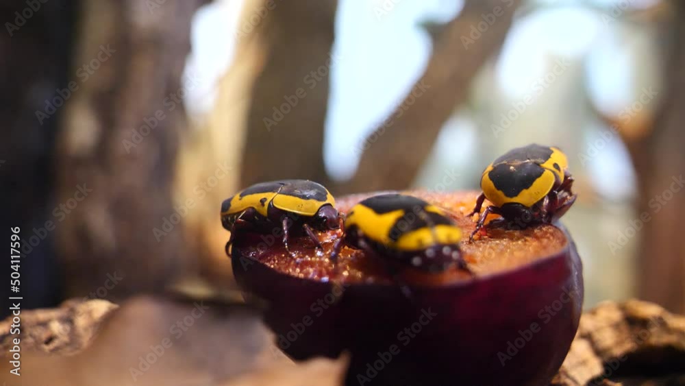 Close up shot of African Scarab Beetles sitting and eating plum fruit in nature Close up shot of African Scarab Beetles sitting and eating plum fruit in nature