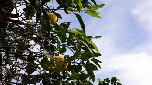 lemon tree close-up brench on a cloudy sky, two fruits behind the leaves photo