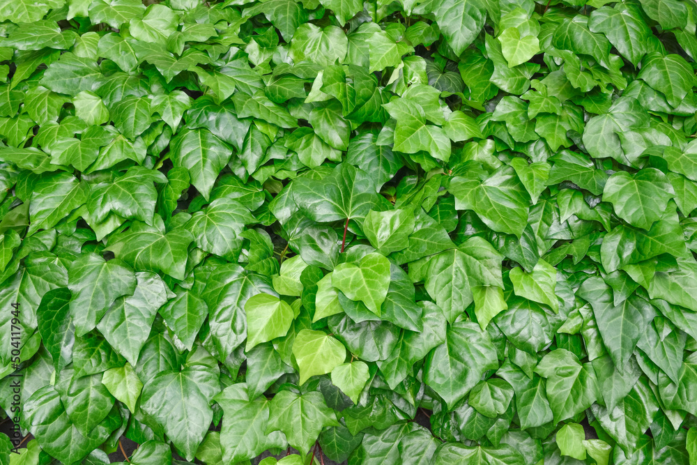 緑色の植物の背景素材 緑色の植物の背景素材